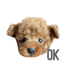 あられちゃんといっしょ（個別スタンプ：1）