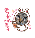 猫スタンプ♡挨拶♡日常♡家族♡友達♡面白（個別スタンプ：1）
