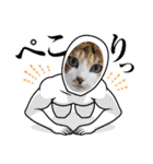 猫スタンプ♡挨拶♡日常♡家族♡友達♡面白（個別スタンプ：13）
