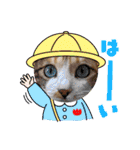 猫スタンプ♡挨拶♡日常♡家族♡友達♡面白（個別スタンプ：16）