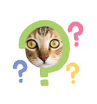 猫スタンプ♡挨拶♡日常♡家族♡友達♡面白（個別スタンプ：17）