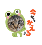 猫スタンプ♡挨拶♡日常♡家族♡友達♡面白（個別スタンプ：19）