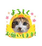 猫スタンプ♡挨拶♡日常♡家族♡友達♡面白（個別スタンプ：21）