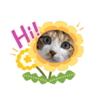 猫スタンプ♡挨拶♡日常♡家族♡友達♡面白（個別スタンプ：25）