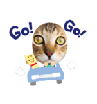 猫スタンプ♡挨拶♡日常♡家族♡友達♡面白（個別スタンプ：26）