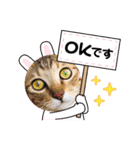 猫スタンプ♡挨拶♡日常♡家族♡友達♡面白（個別スタンプ：31）