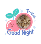 猫スタンプ♡挨拶♡日常♡家族♡友達♡面白（個別スタンプ：34）