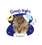 猫スタンプ♡挨拶♡日常♡家族♡友達♡面白（個別スタンプ：36）