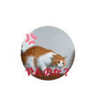 猫ちゃん達の動くスタンプ（個別スタンプ：1）