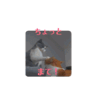 猫ちゃん達の動くスタンプ（個別スタンプ：3）