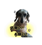 ましゃの犬〜実写版且つおちびを添えて〜（個別スタンプ：6）