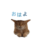 なんか友達の猫（個別スタンプ：1）