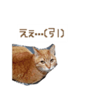 なんか友達の猫（個別スタンプ：21）