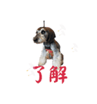 シュナウザー(ジルバ5)（個別スタンプ：3）