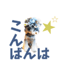 シュナウザー(ジルバ5)（個別スタンプ：16）