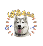 オレオ4（個別スタンプ：3）