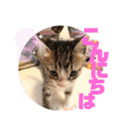 ぴんぽんとあくび 7（個別スタンプ：1）