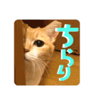 ぴんぽんとあくび 7（個別スタンプ：2）
