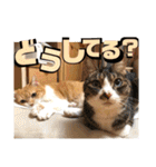 ぴんぽんとあくび 7（個別スタンプ：4）