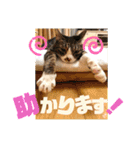 ぴんぽんとあくび 7（個別スタンプ：6）