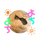 ぴんぽんとあくび 7（個別スタンプ：8）