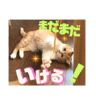 ぴんぽんとあくび 7（個別スタンプ：10）