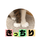 ぴんぽんとあくび 7（個別スタンプ：14）