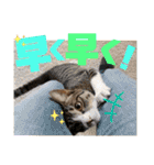 ぴんぽんとあくび 7（個別スタンプ：15）