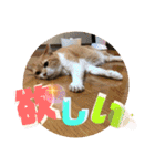 ぴんぽんとあくび 7（個別スタンプ：16）