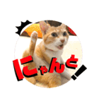 ぴんぽんとあくび 7（個別スタンプ：20）