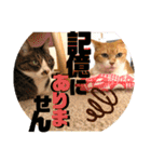 ぴんぽんとあくび 7（個別スタンプ：22）