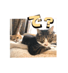 ぴんぽんとあくび 7（個別スタンプ：24）