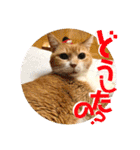 ぴんぽんとあくび 7（個別スタンプ：25）