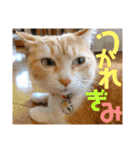 ぴんぽんとあくび 7（個別スタンプ：31）