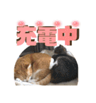 ぴんぽんとあくび 7（個別スタンプ：33）
