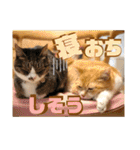 ぴんぽんとあくび 7（個別スタンプ：34）
