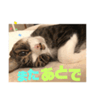 ぴんぽんとあくび 7（個別スタンプ：35）