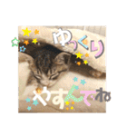 ぴんぽんとあくび 7（個別スタンプ：36）