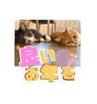 ぴんぽんとあくび 7（個別スタンプ：38）