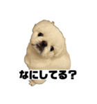 かわちいしらたまスタンプ3！（個別スタンプ：1）