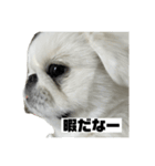 かわちいしらたまスタンプ3！（個別スタンプ：4）