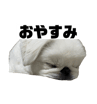 かわちいしらたまスタンプ3！（個別スタンプ：10）