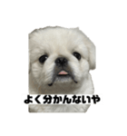 かわちいしらたまスタンプ3！（個別スタンプ：13）