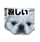 かわちいしらたまスタンプ3！（個別スタンプ：20）