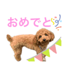 実家の次女スタンプ（個別スタンプ：8）