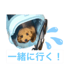 実家の次女スタンプ（個別スタンプ：11）