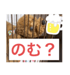 実家の次女スタンプ（個別スタンプ：13）