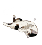 布団の中から出たくないの猫（個別スタンプ：7）