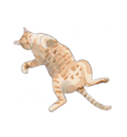 布団の中から出たくないの猫（個別スタンプ：9）