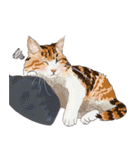 布団の中から出たくないの猫（個別スタンプ：11）